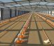 Chicken House-Qatar