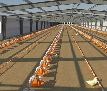 Chicken House-Qatar