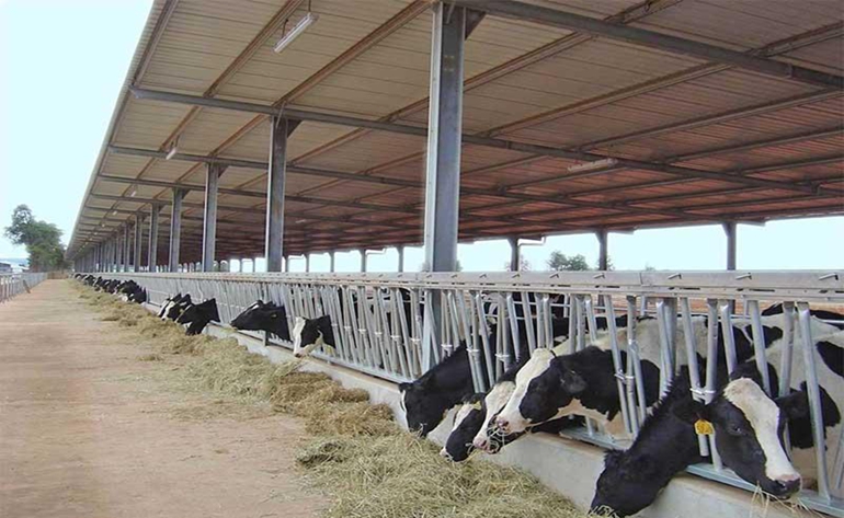   The Advantages of Steel Structure Cow Sheds￼
